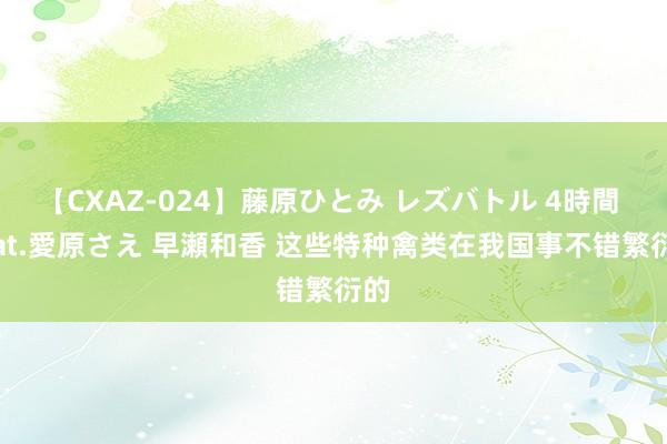 【CXAZ-024】藤原ひとみ レズバトル 4時間 feat.愛原さえ 早瀬和香 这些特种禽类在我国事不错繁衍的